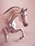 Lamina caballo arabe