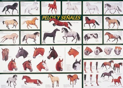 Poster pelos y señales