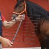 Medidor dorso para caballos