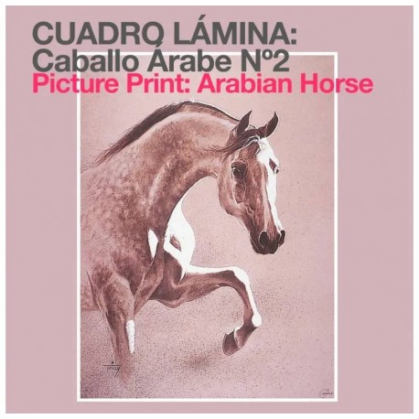 Lámina caballo árabe